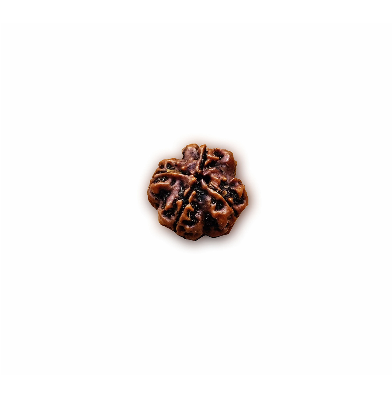 Four Mukhi Rudraksha