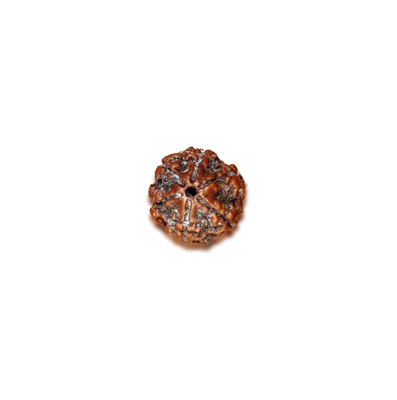 Six Mukhi Rudraksha