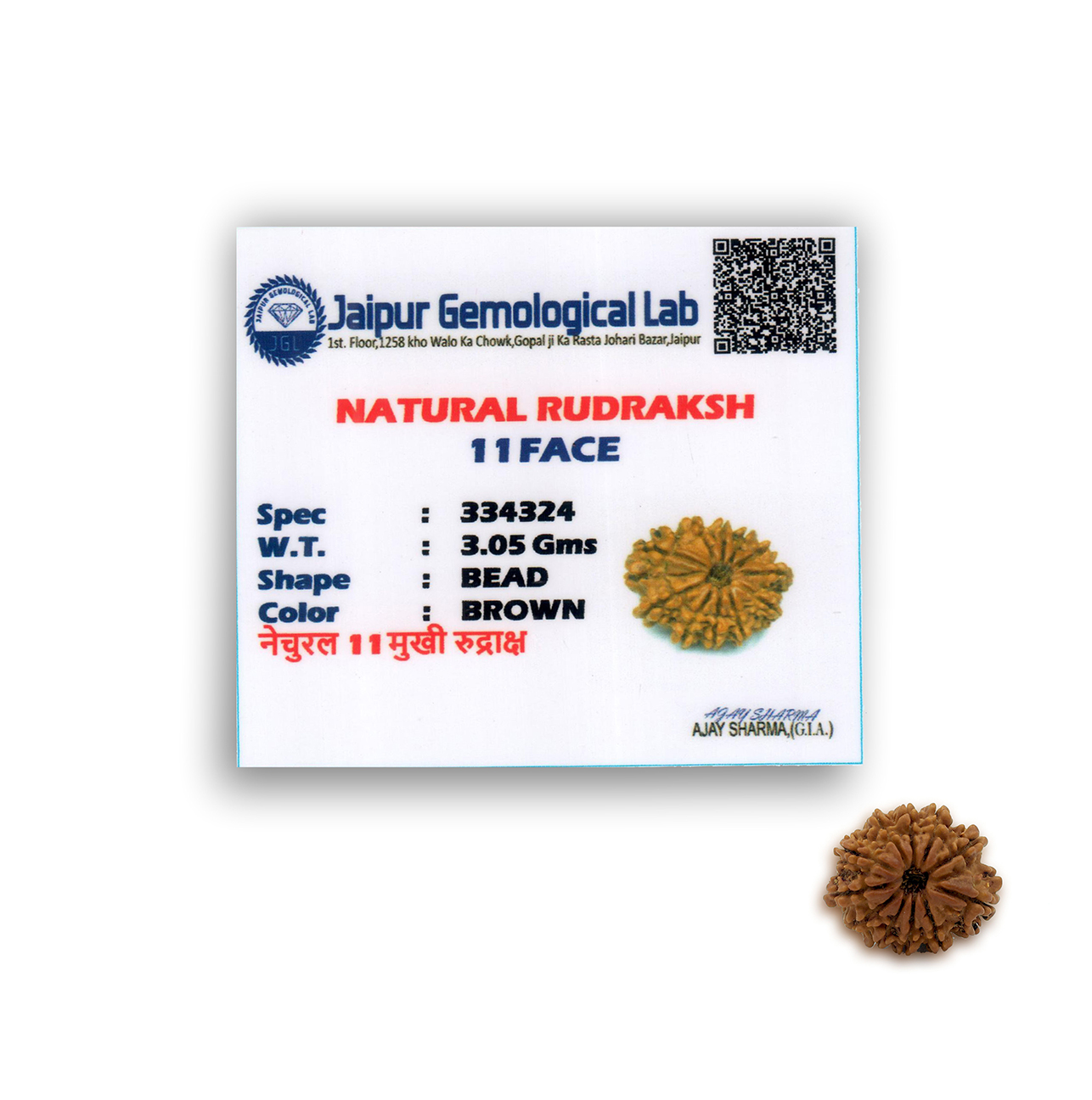 Eleven Mukhi Rudraksha