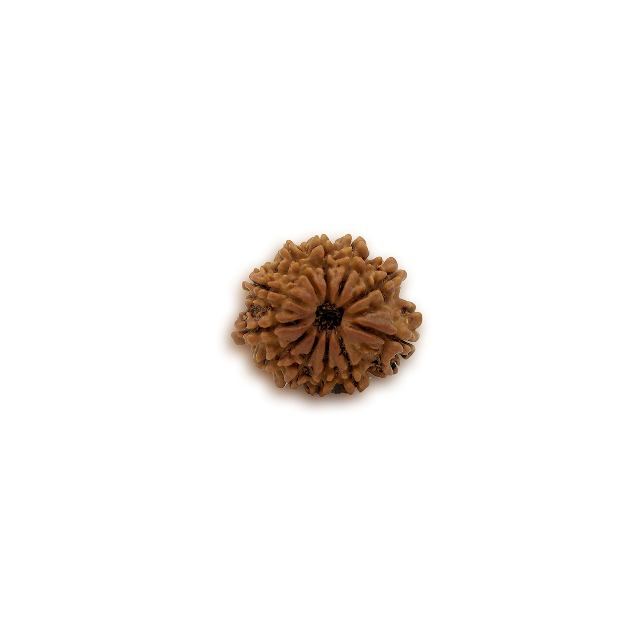 Eleven Mukhi Rudraksha