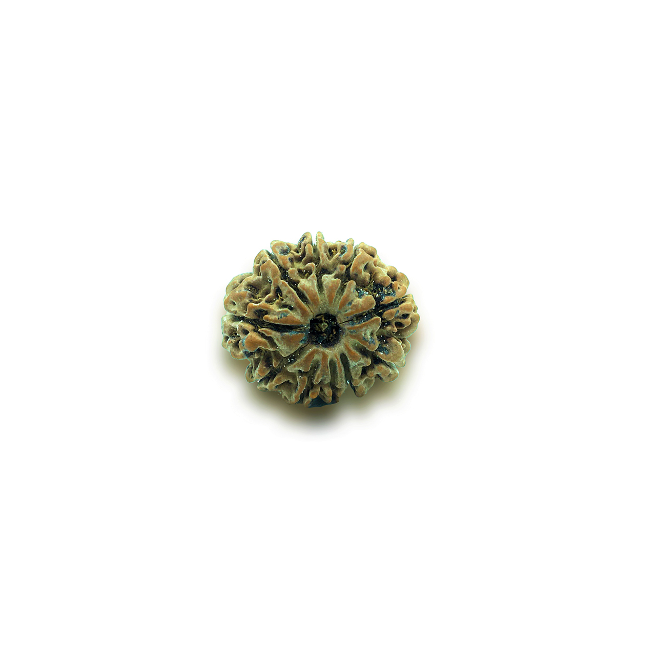 Ten Mukhi  Rudraksha