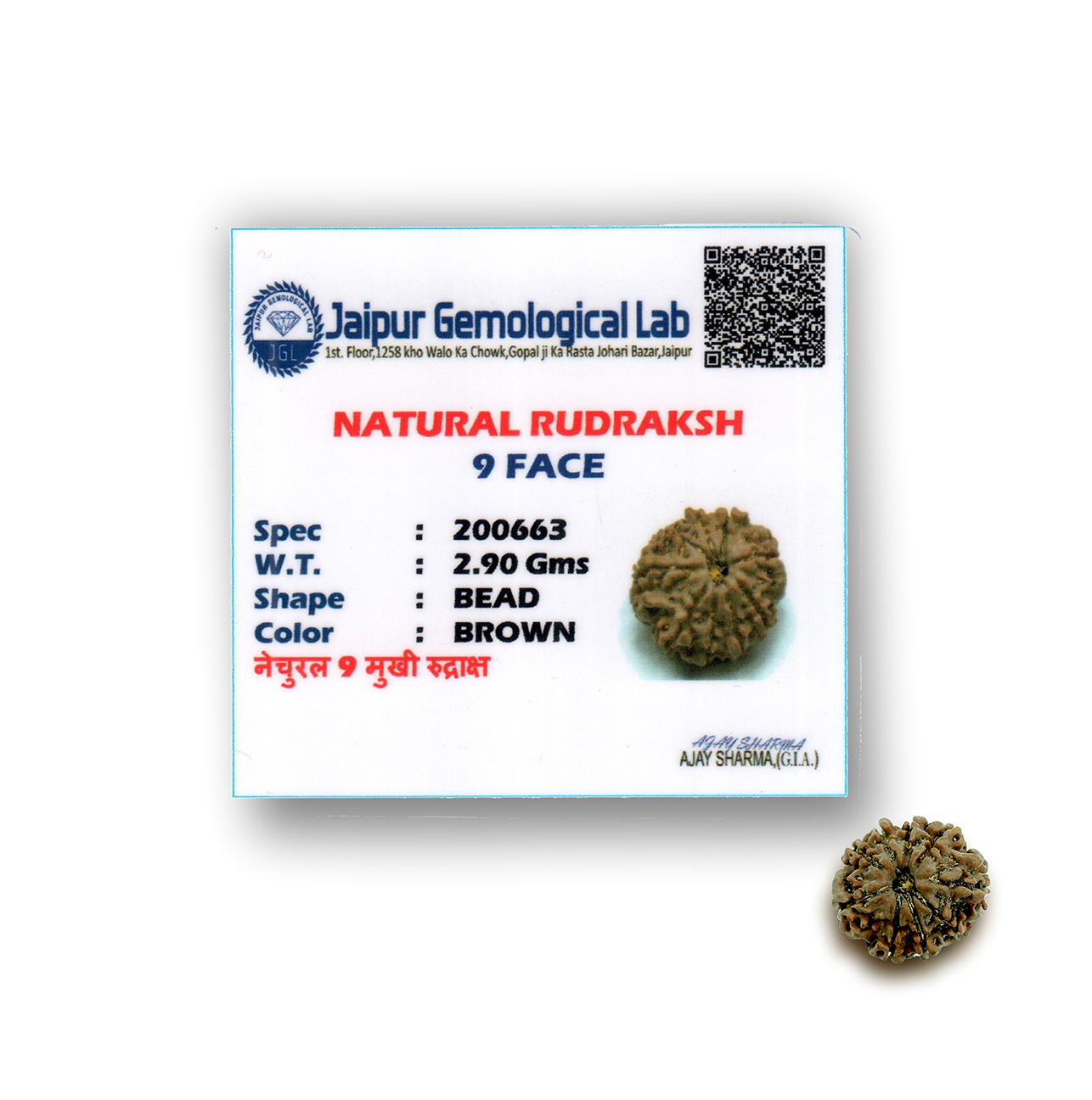 Nine Mukhi Rudraksha