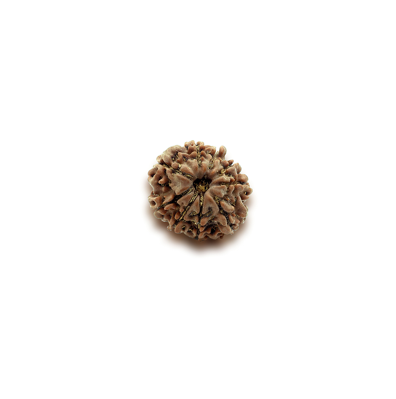 Nine Mukhi Rudraksha