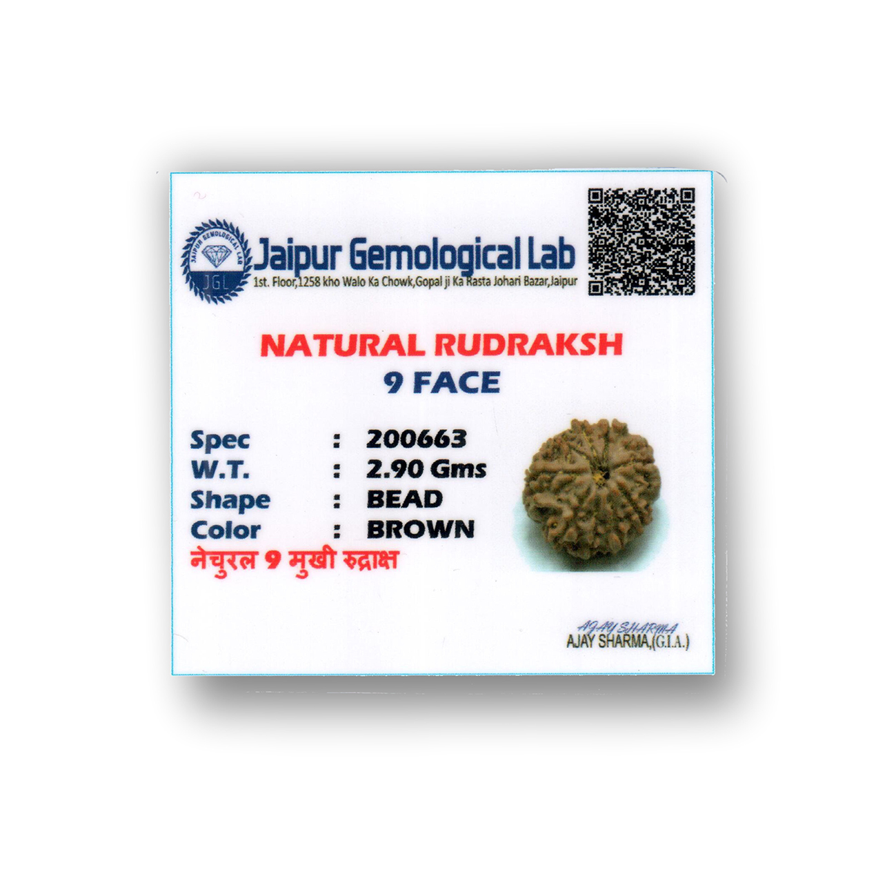 Nine Mukhi Rudraksha