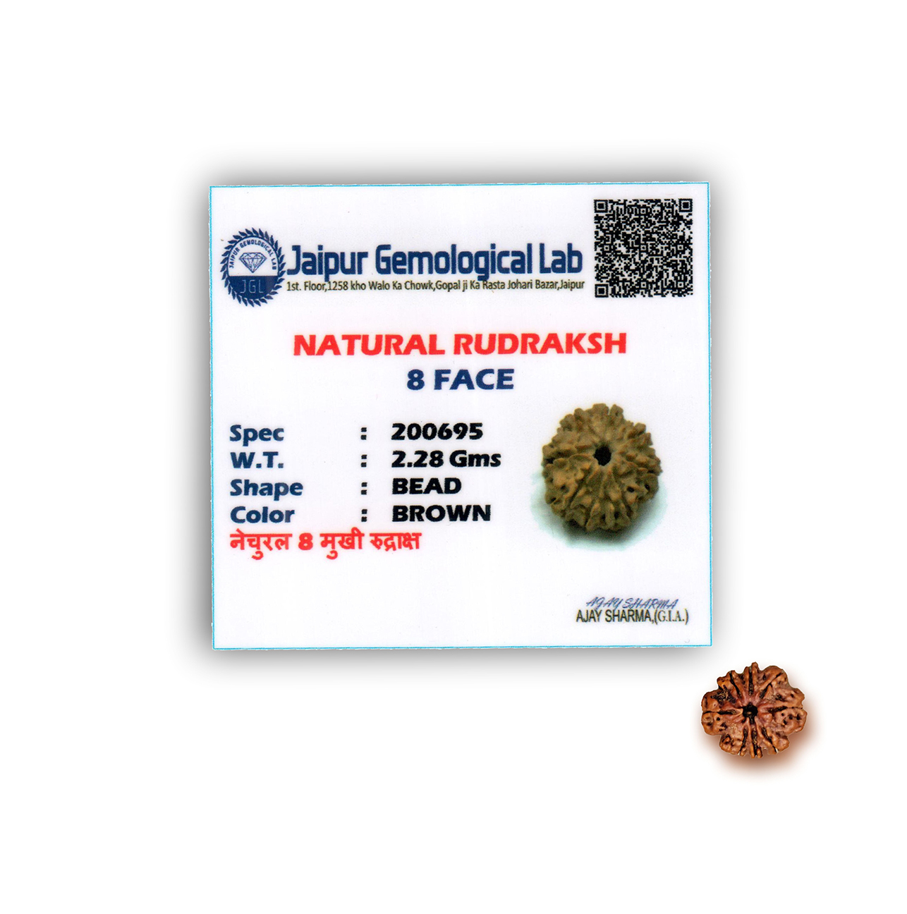 Eight Mukhi Rudraksha