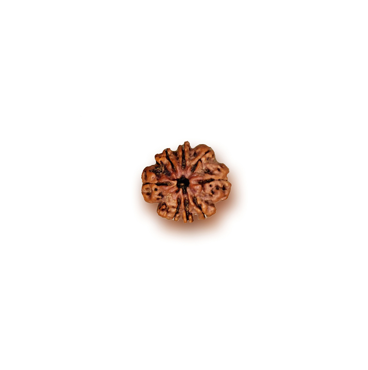 Eight Mukhi Rudraksha