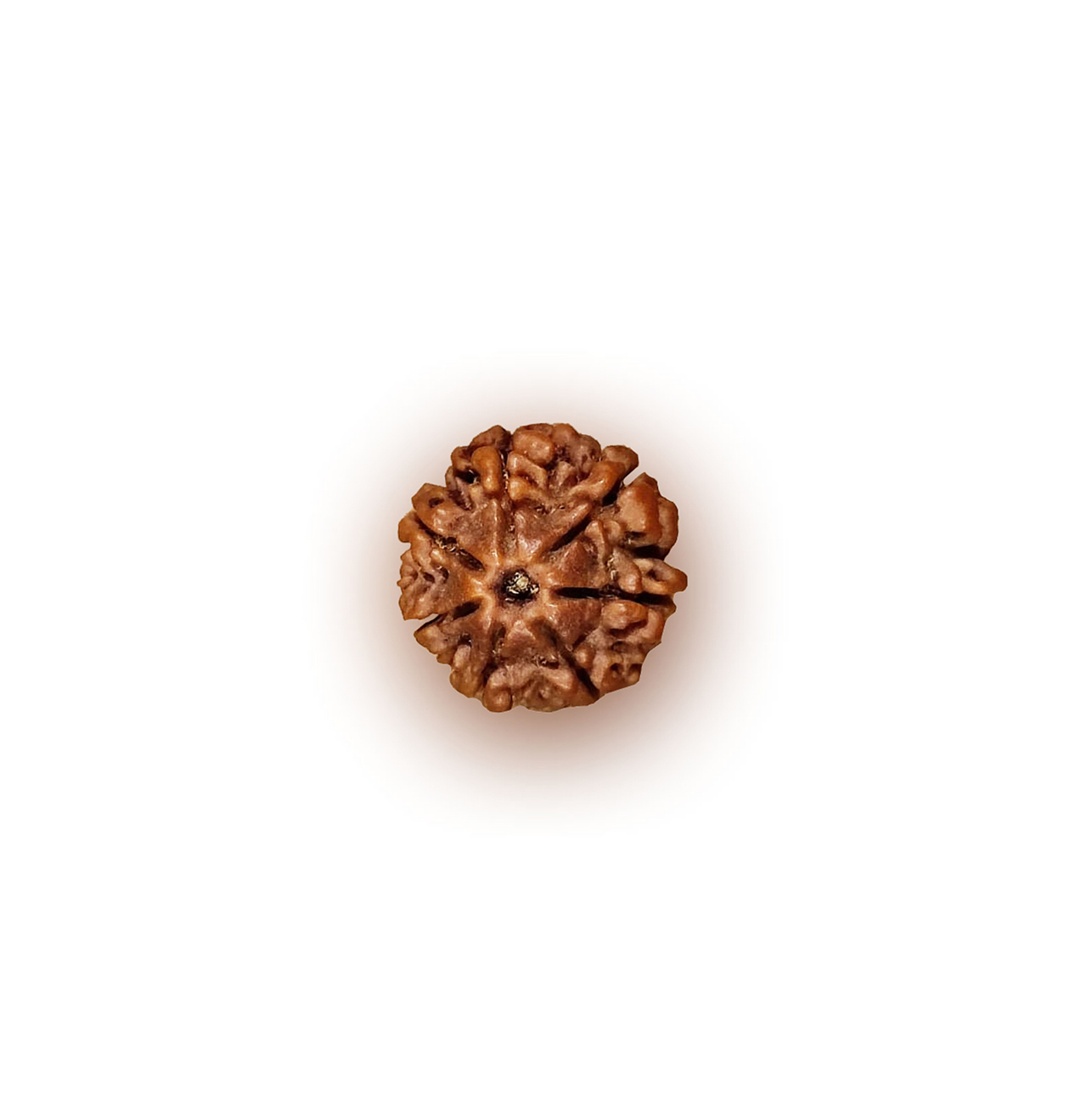 Seven Mukhi Rudraksha